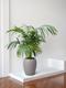 Kentia Palm