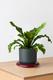 Bird's Nest Fern