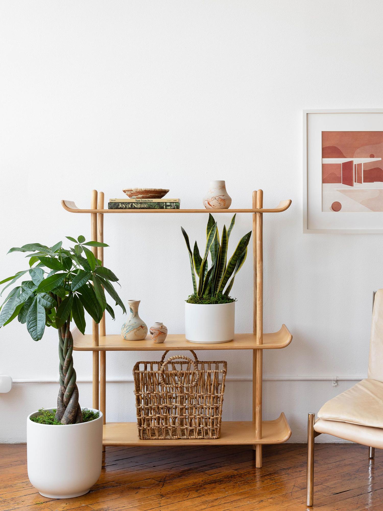 Braided Money Tree
