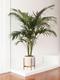 Kentia Palm