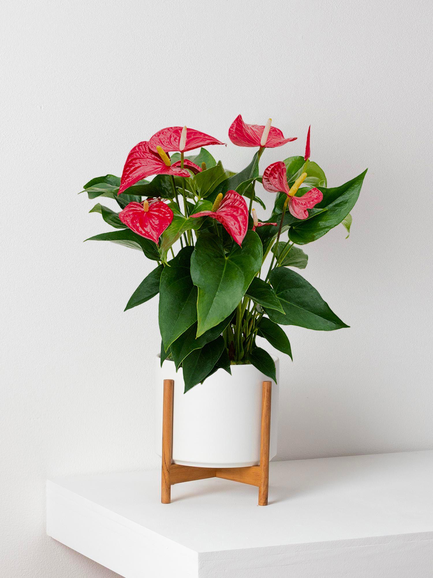 Anthurium - Roi de Coeur