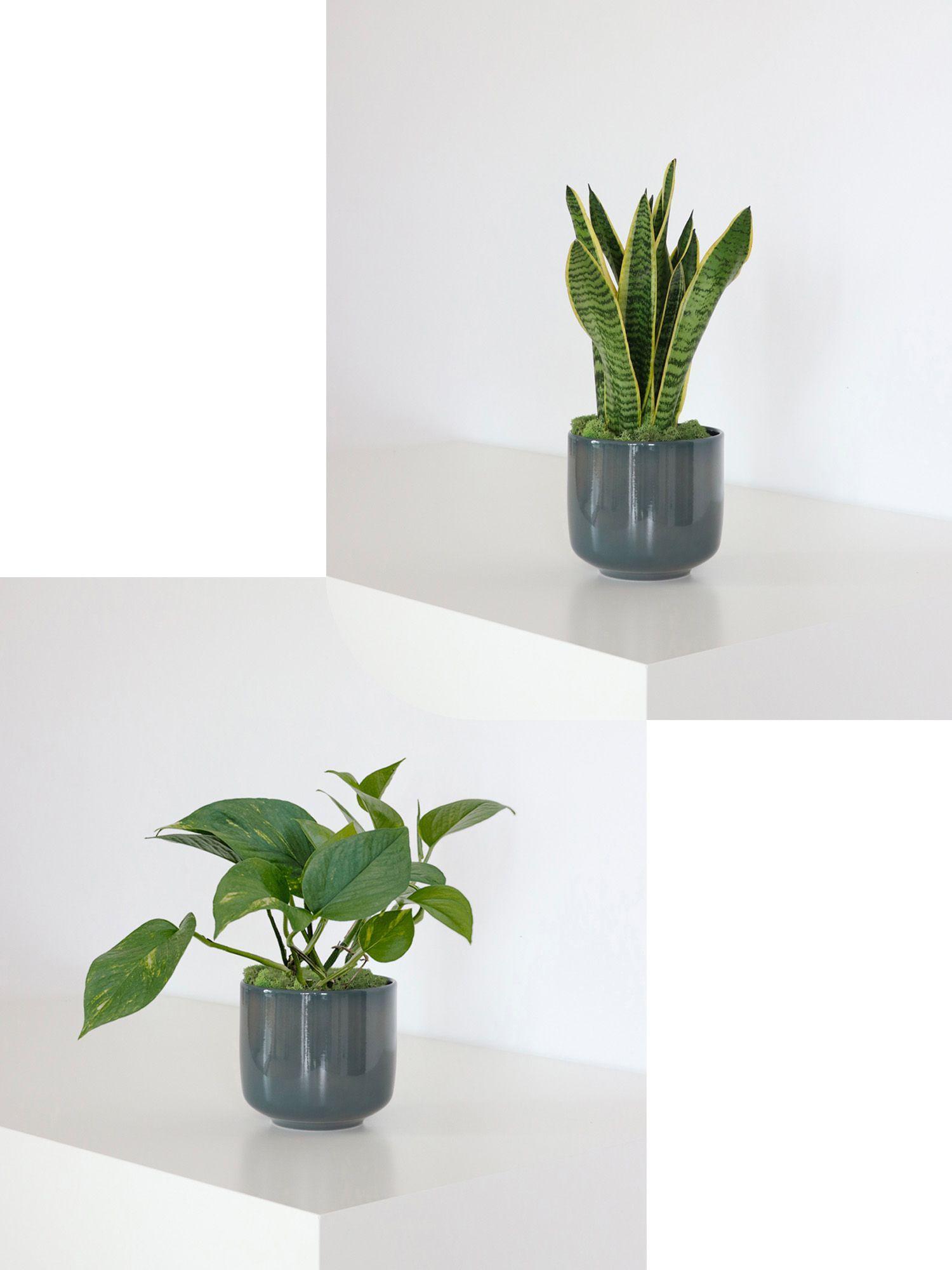 Duo Pothos Cascade X Sansevieria Laurentii - Le 13 - Curvy bleu de paon 