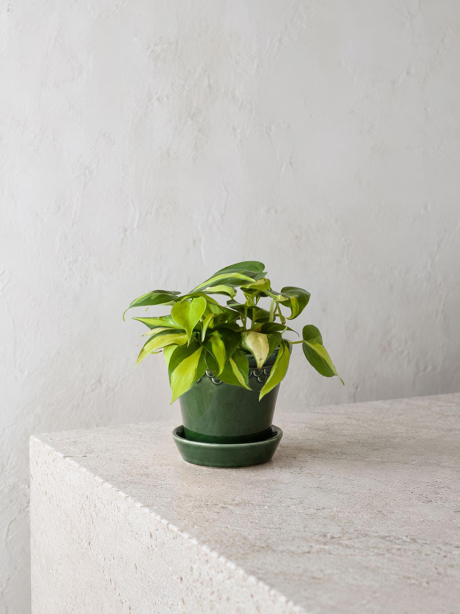 Philodendron Brasil