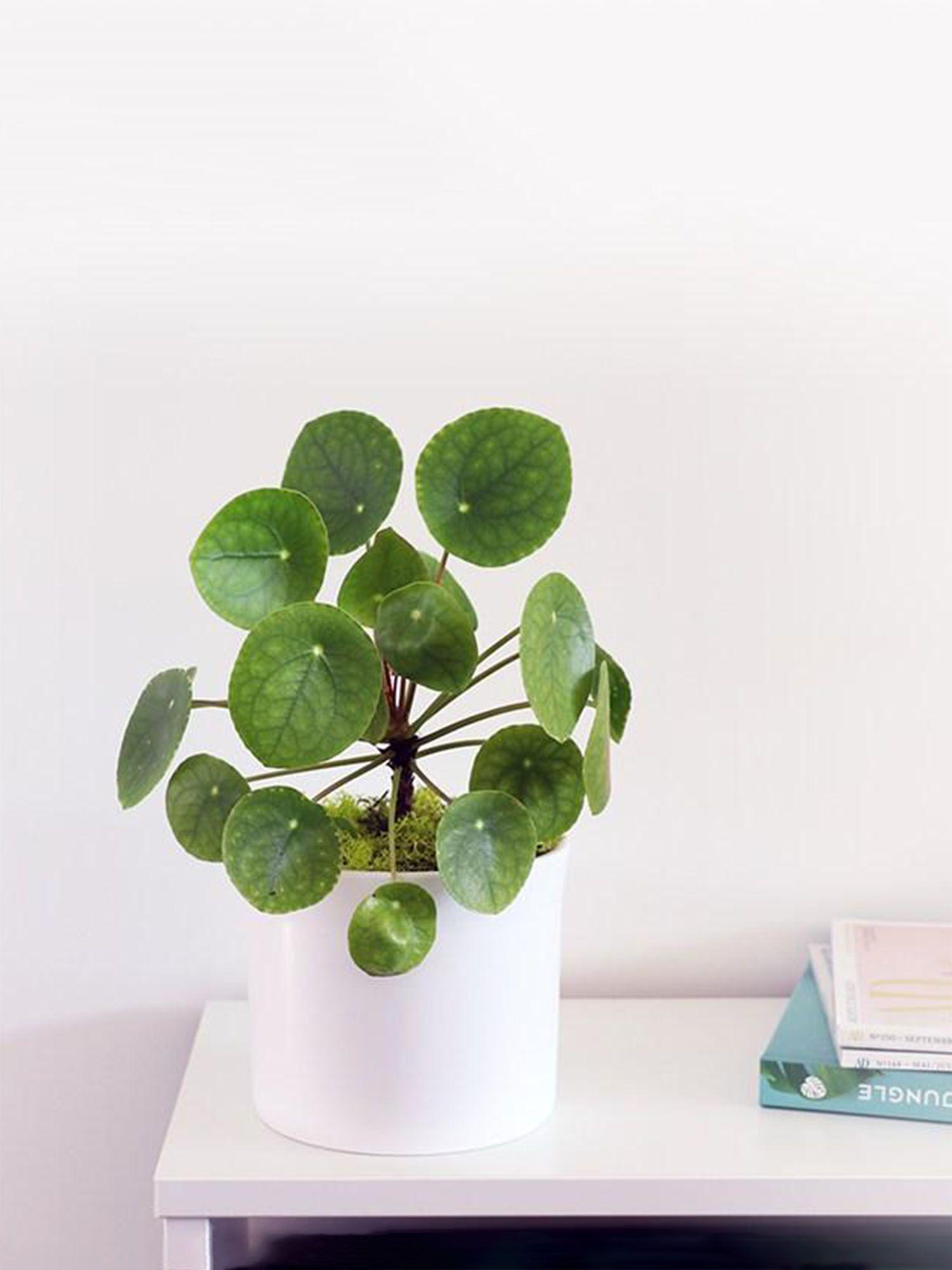 Pilea Peperomioides