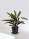 Calathea Peacock of Rio