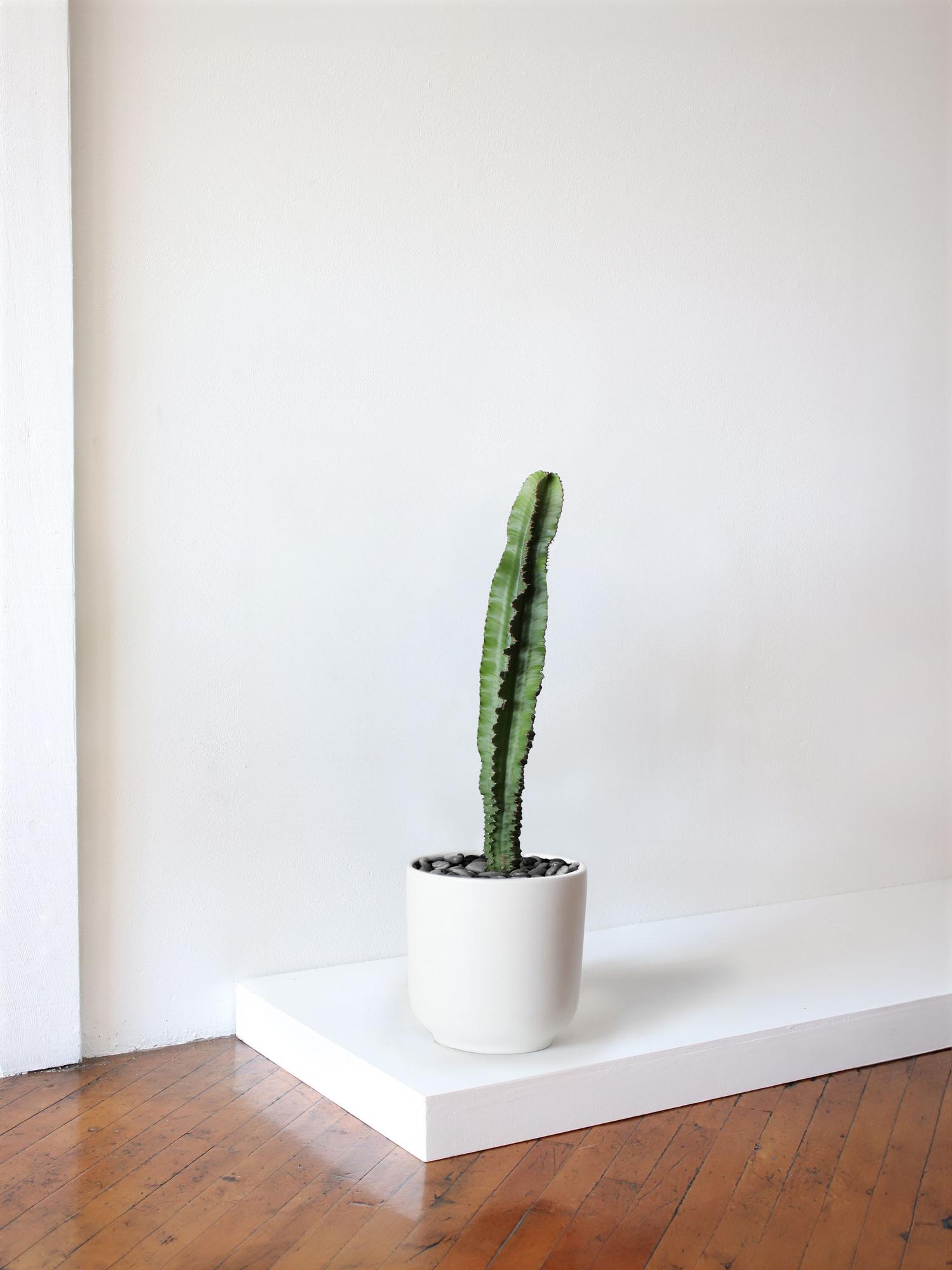 Jade Cactus