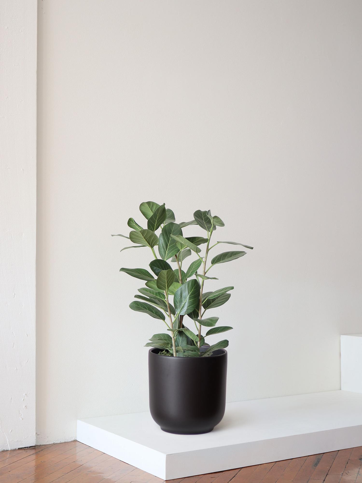 Ficus Audrey