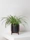 Spider Plant