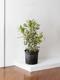 Dracaena Song of India