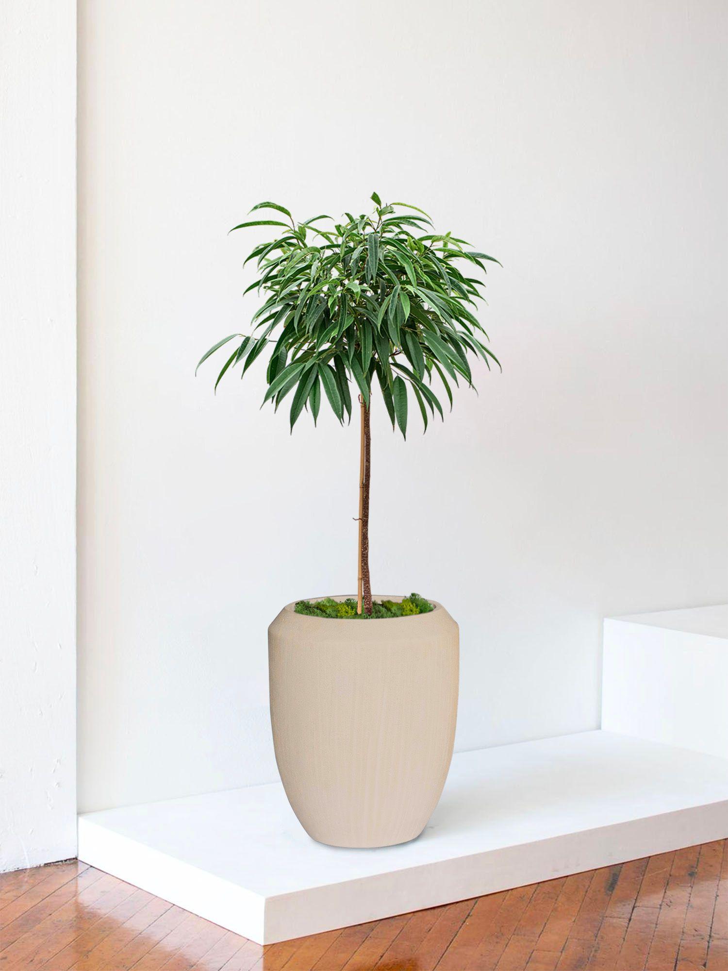 Arbre Ficus Alii (Copy)