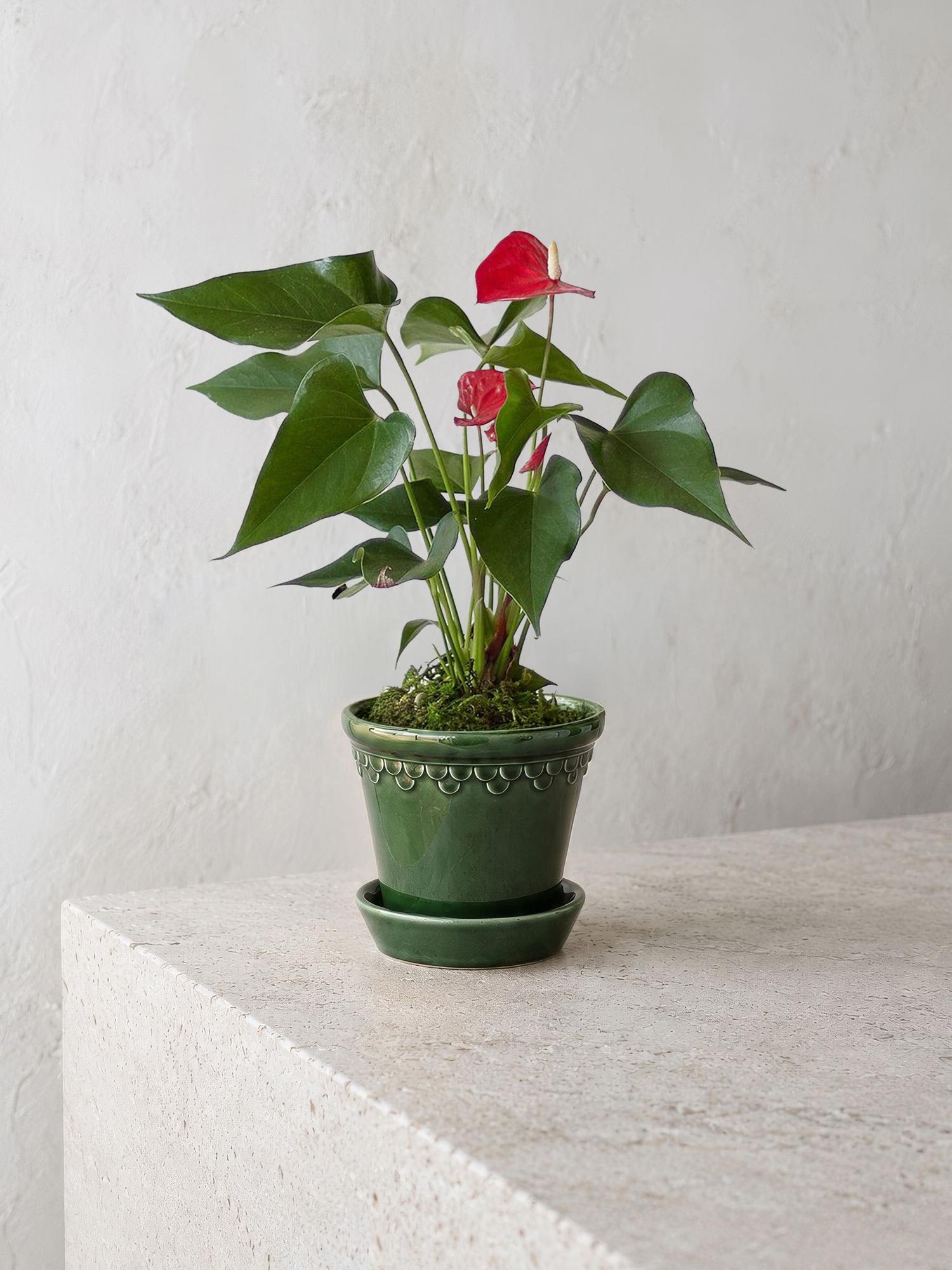 Anthurium - King of Hearts