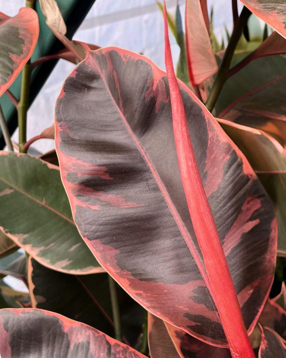 Ruby Rubber Tree