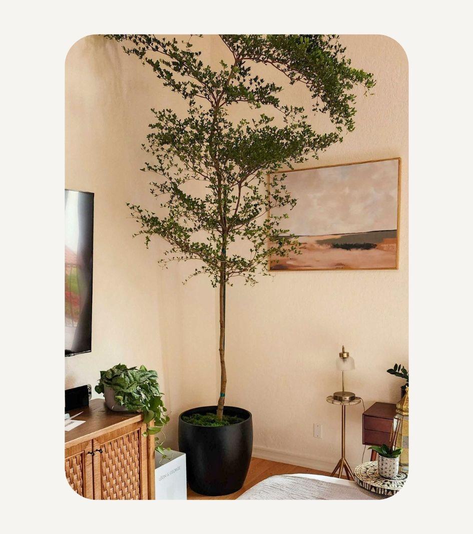 Black Olive Tree