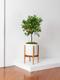 Orange Tree