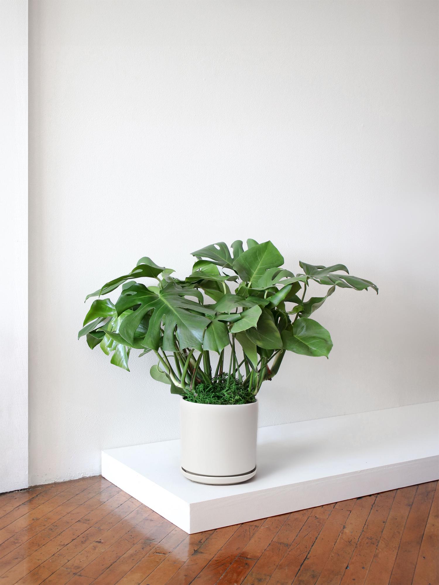 Monstera Deliciosa