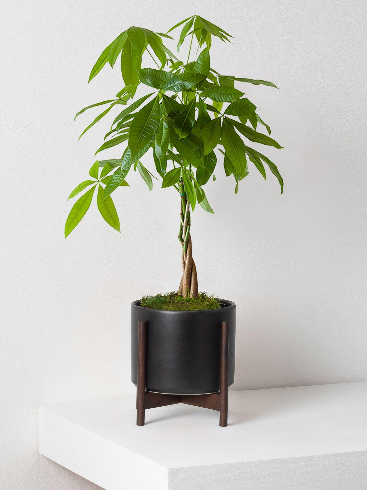 Braided Money Tree - Black Mid-Century Ceramic + Dark Wood Stand 