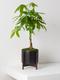 Braided Money Tree