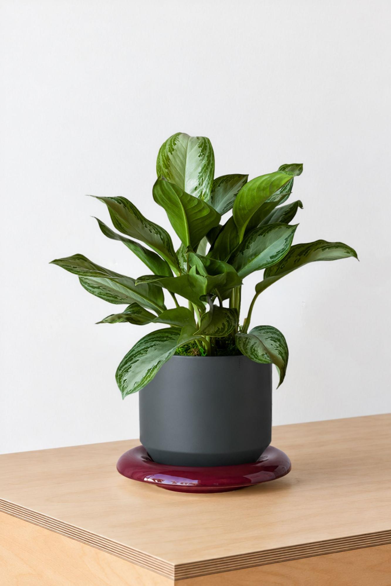 Silver Evergreen
