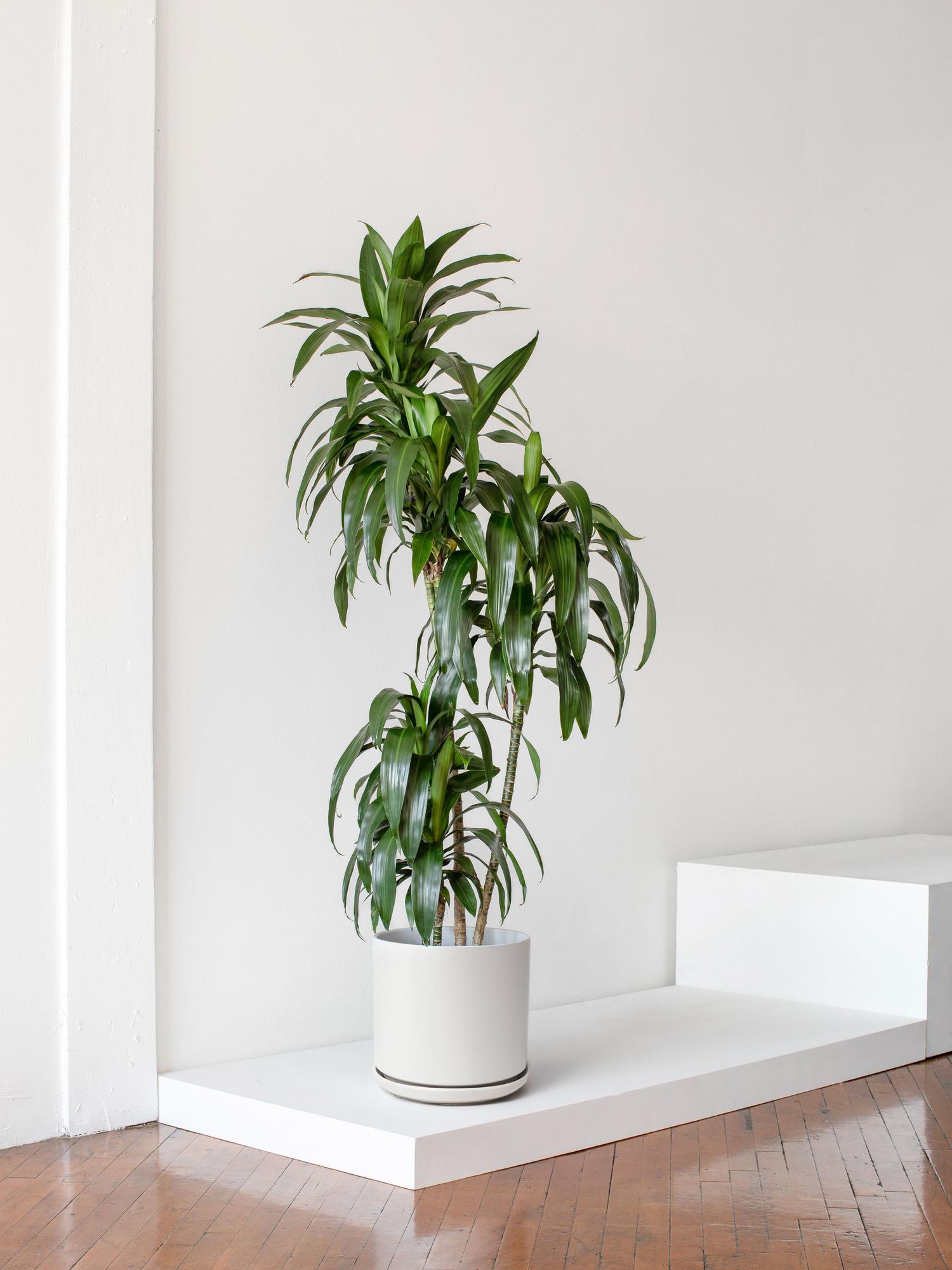 Dracaena Lisa