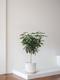 Schefflera Tree