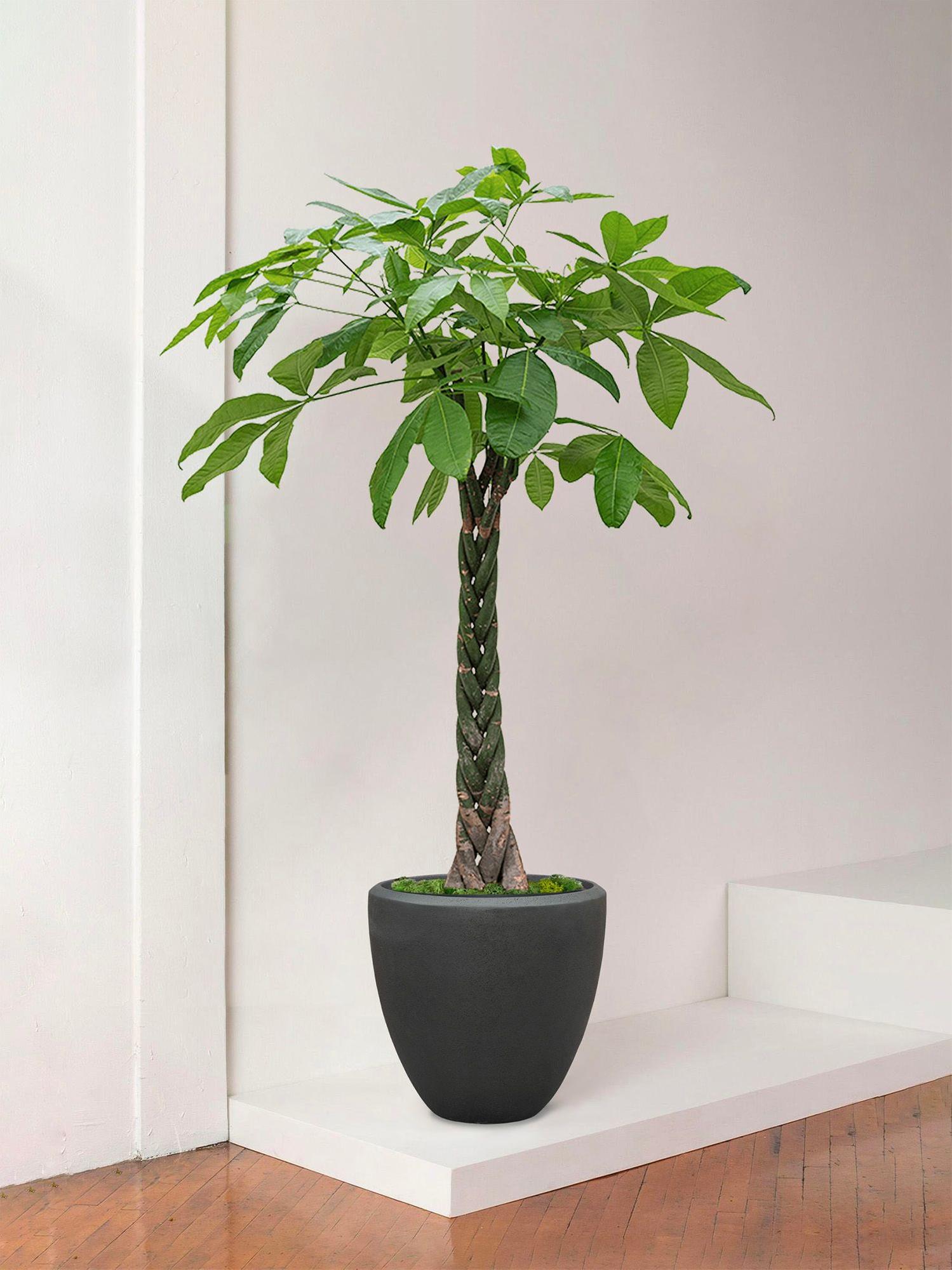 Pachira Aquatica
