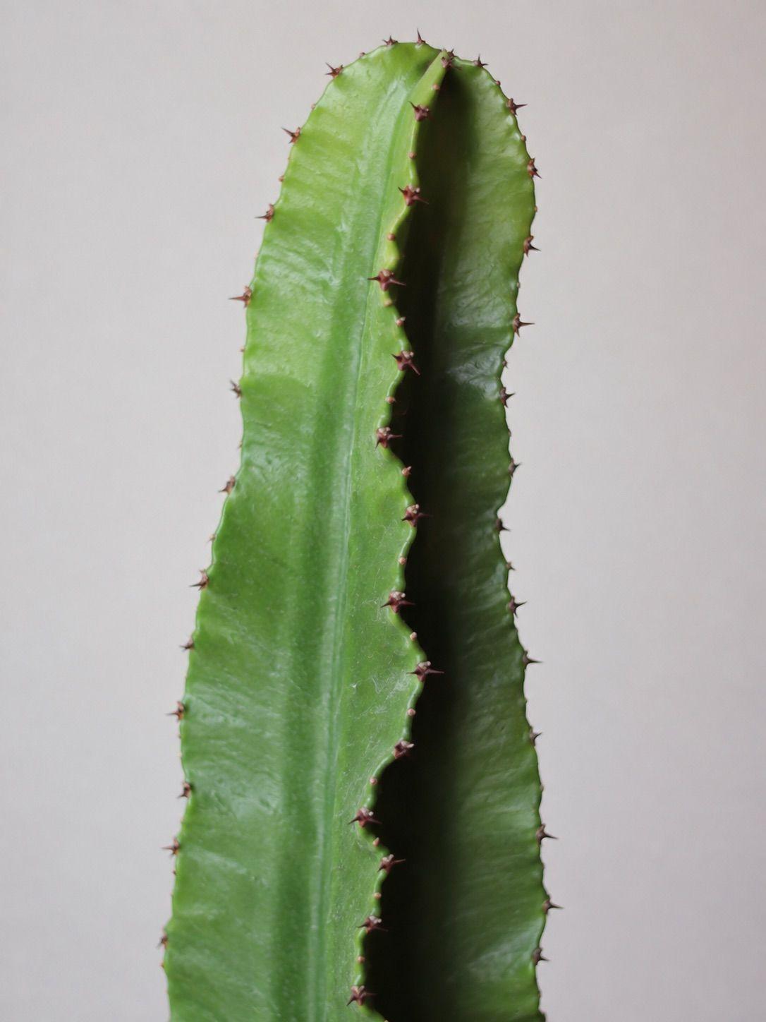 Jade Cactus