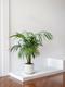 Kentia Palm