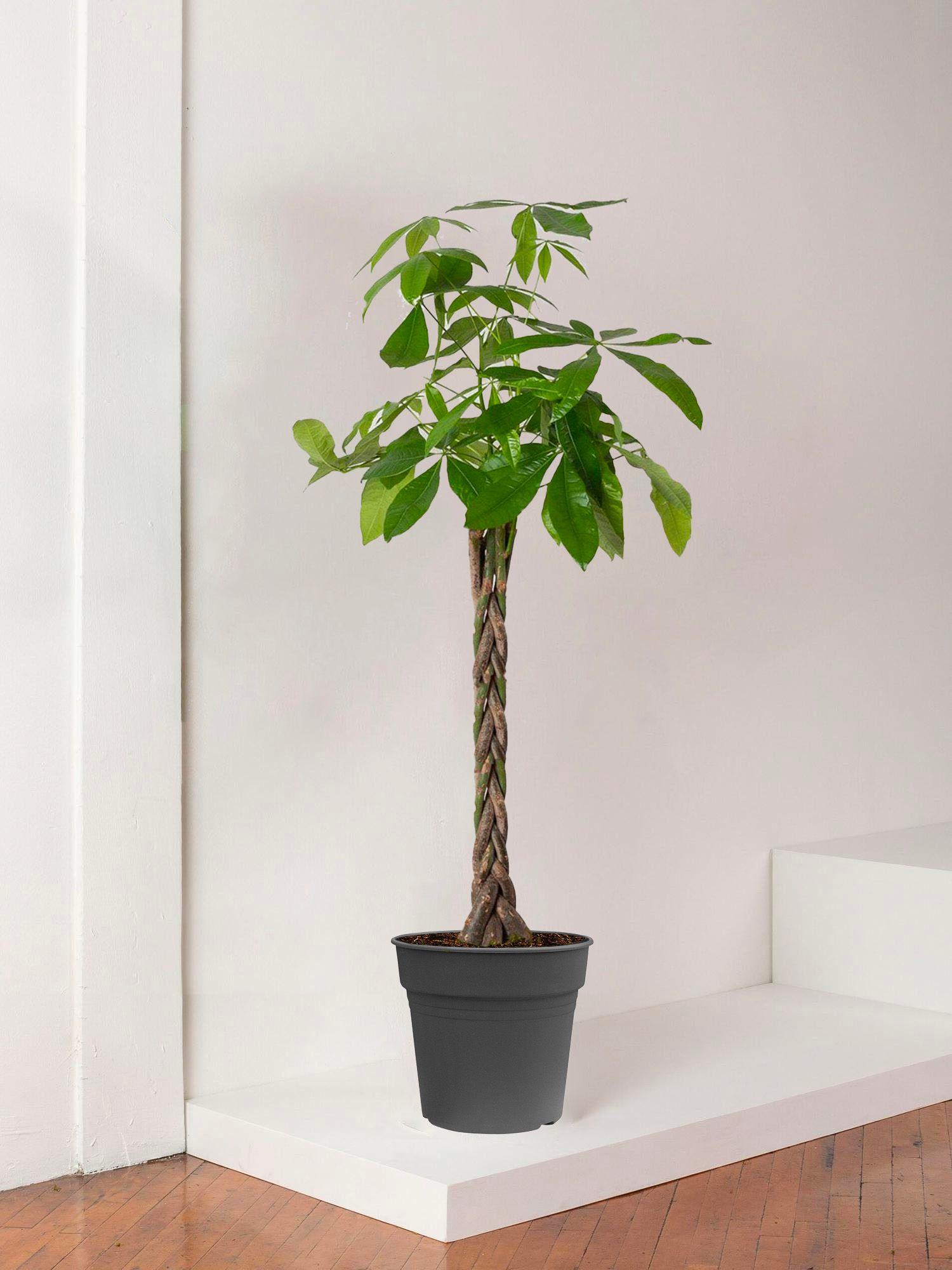 Pachira Aquatica