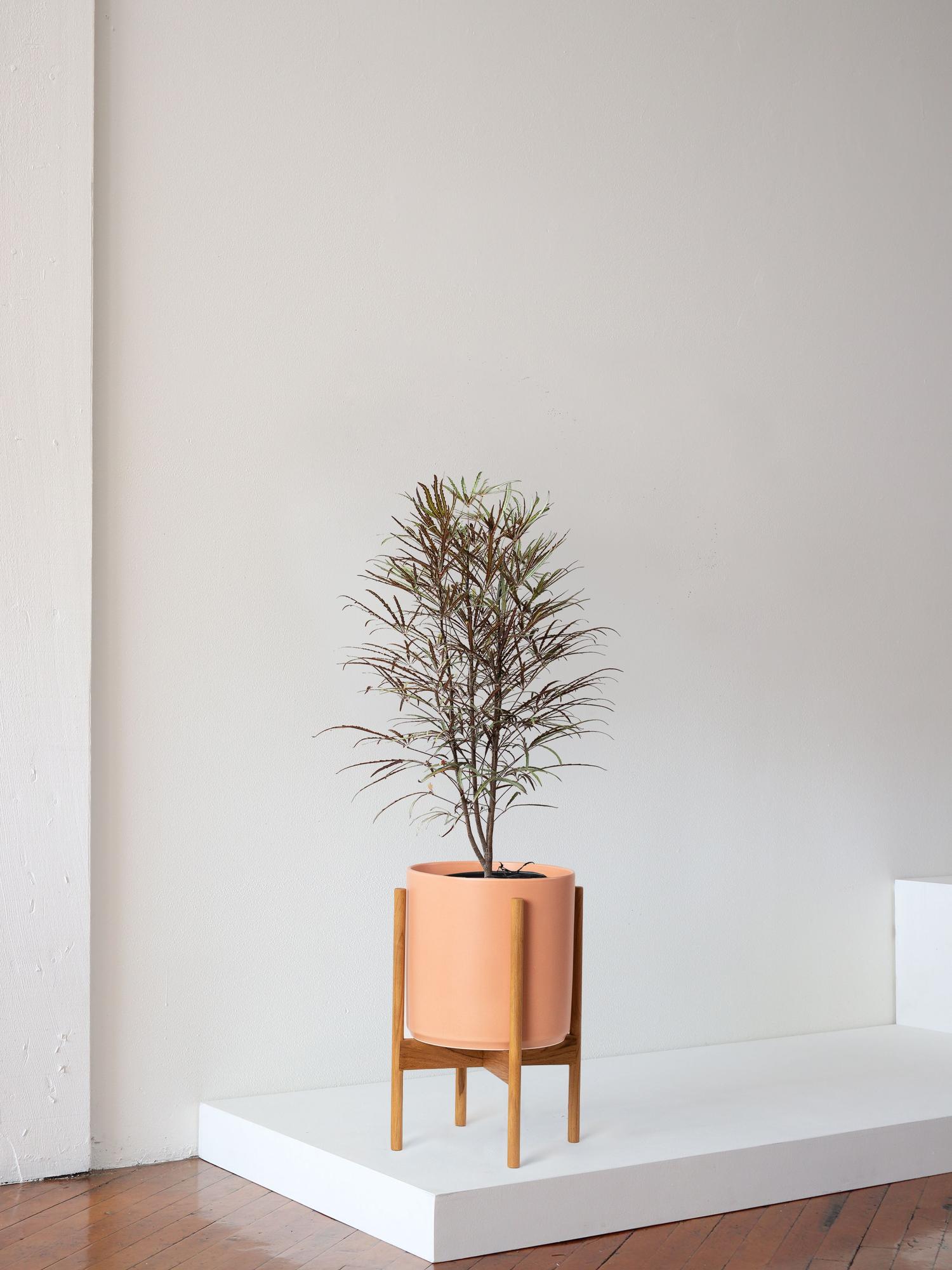 False Aralia