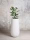 Ficus Audrey