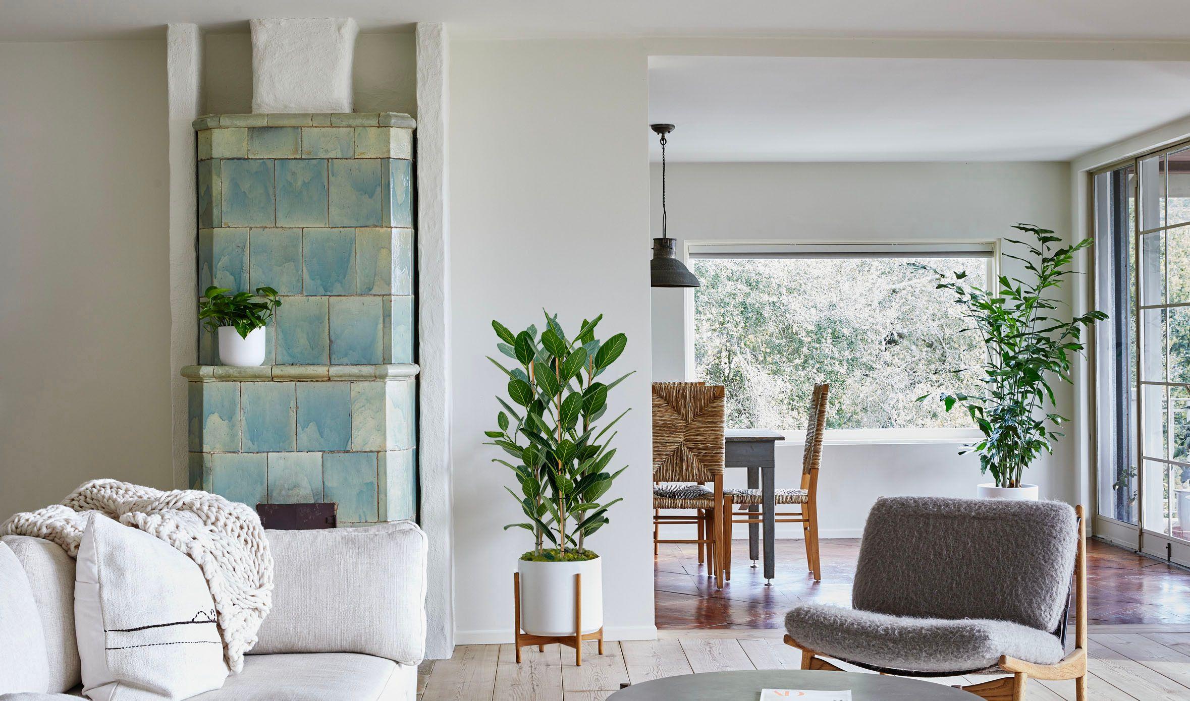 Ficus Audrey