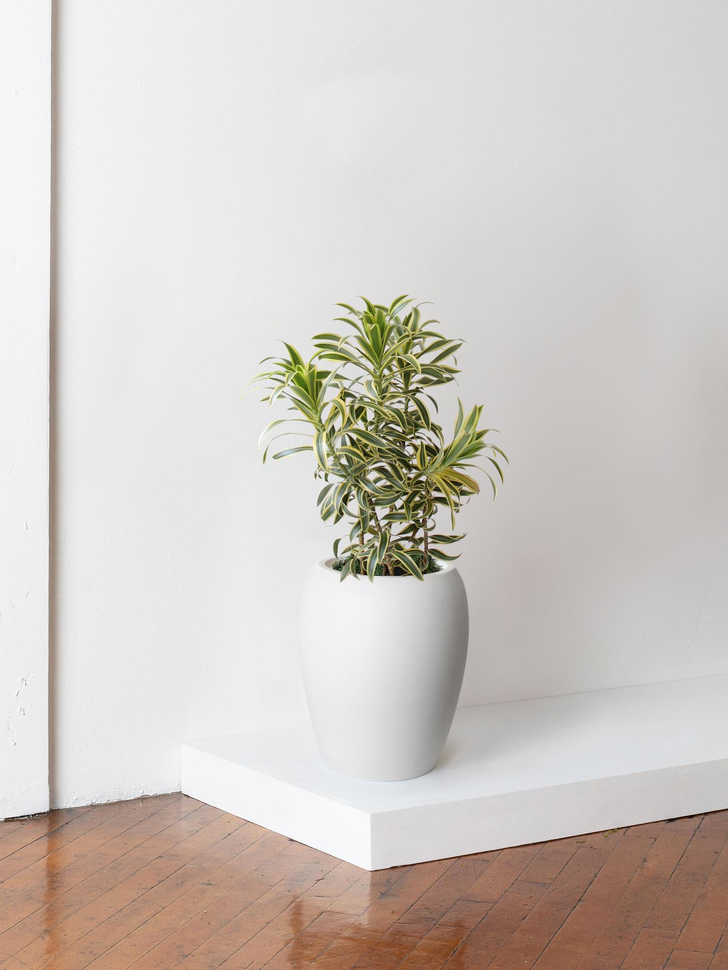 Dracaena Song of India