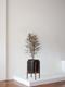 False Aralia