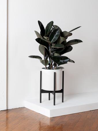 indoor plants picture