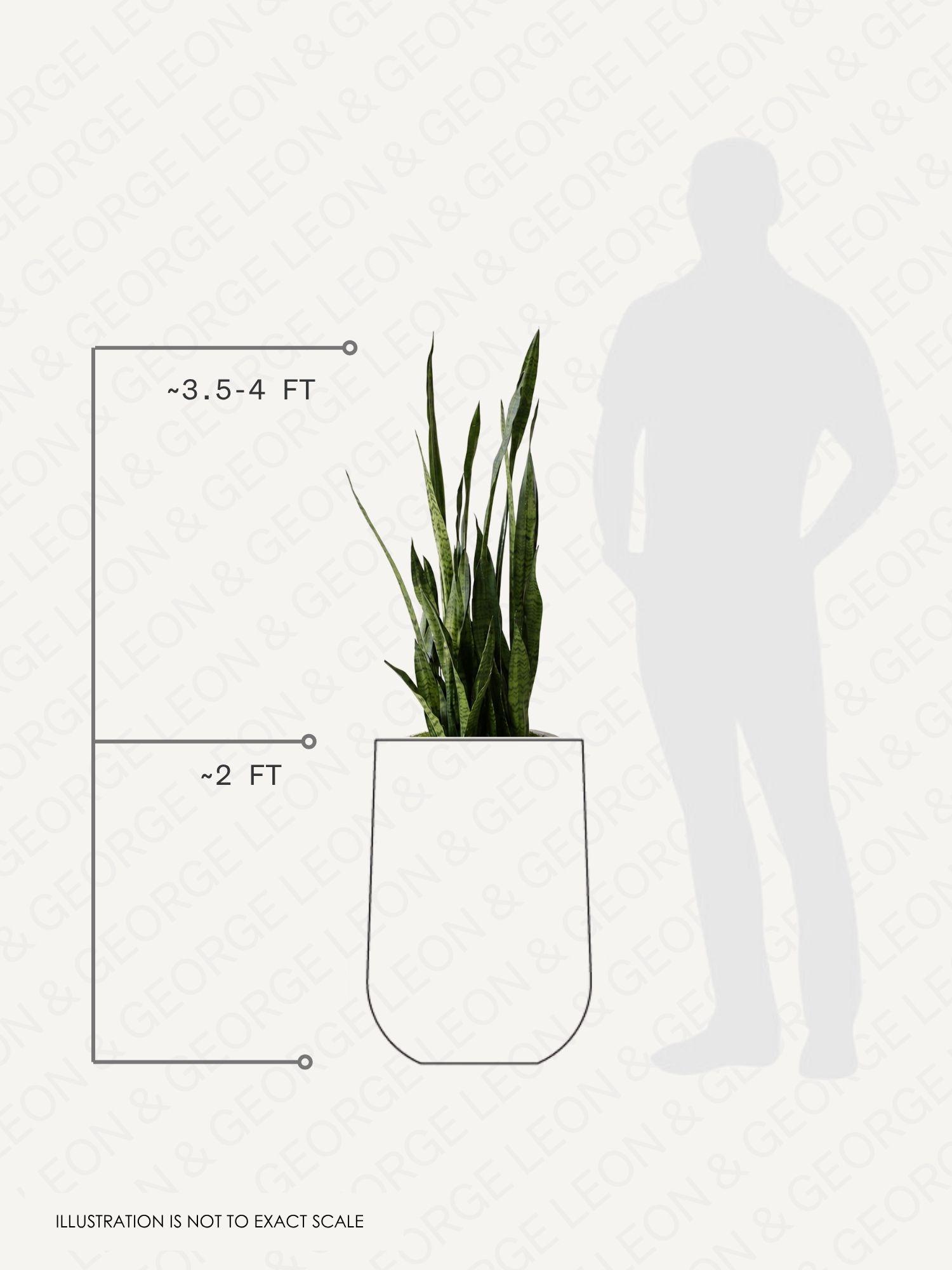 Black Coral Snake Plant