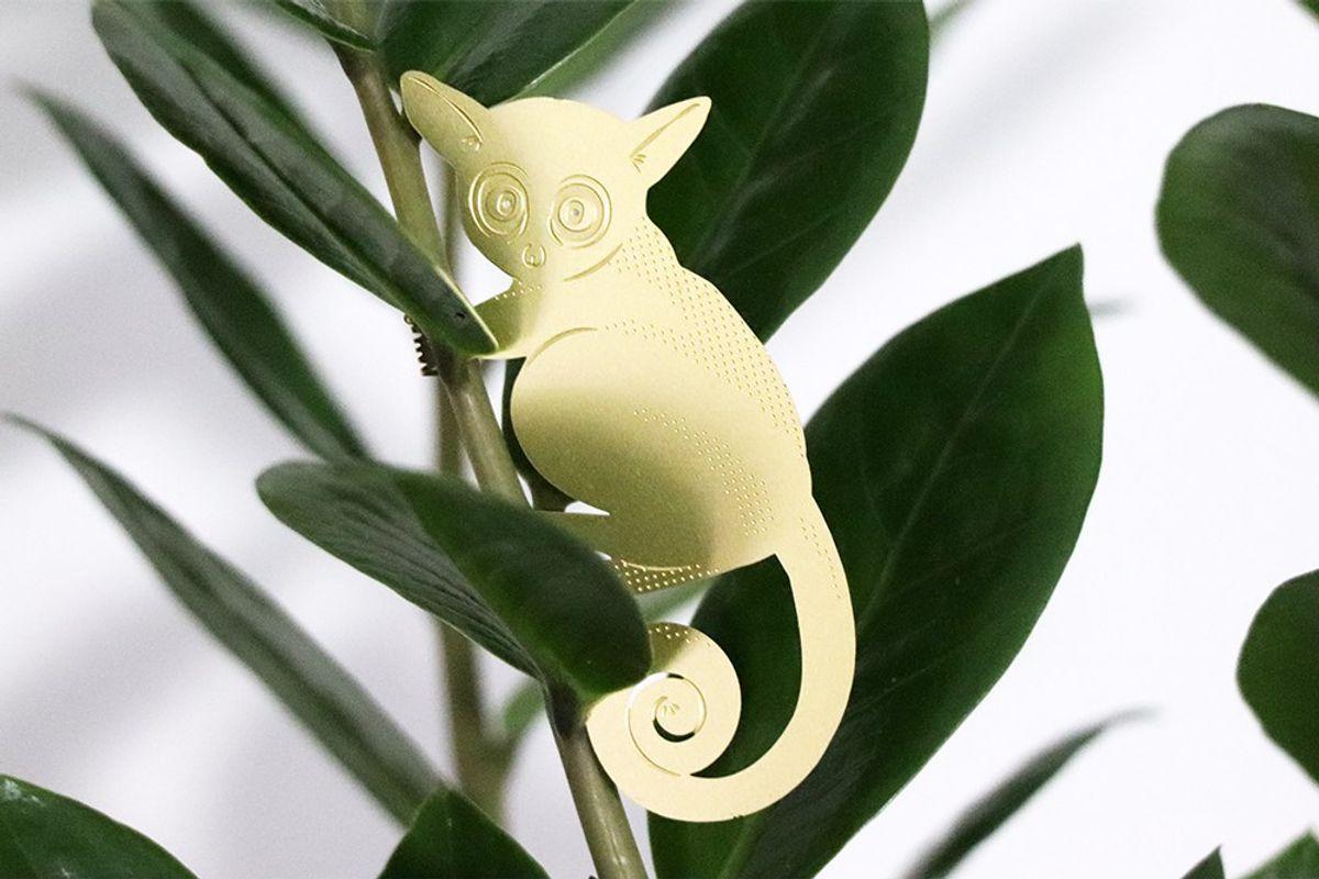 Plant Animal Galago 