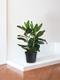 Ficus Audrey Buisson