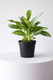 Silver Evergreen