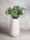 Monstera Deliciosa