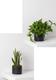 Pothos & Snake Duo