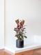 Pink Rubber Tree