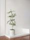 Black Olive Tree