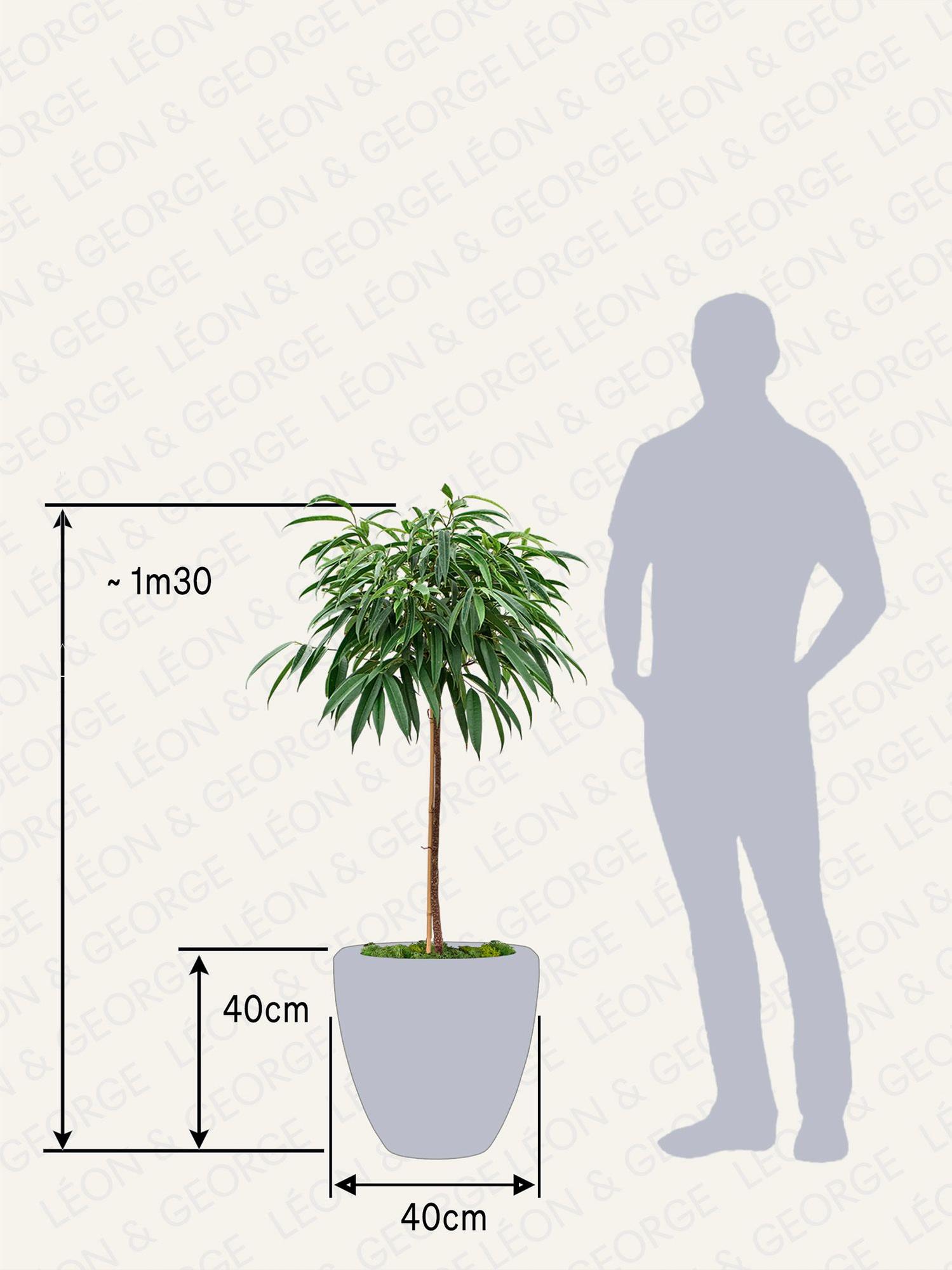 Arbre Ficus Alii