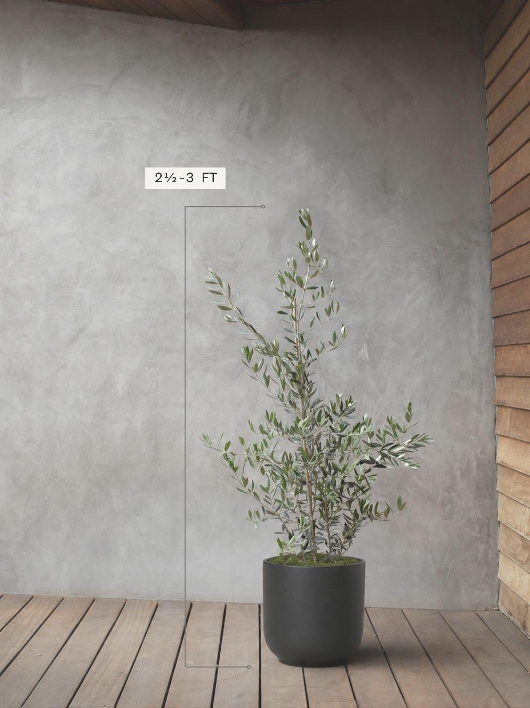 Olive Bush