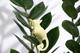 Plant Animal Galago 