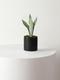Moonshine Snake Plant
