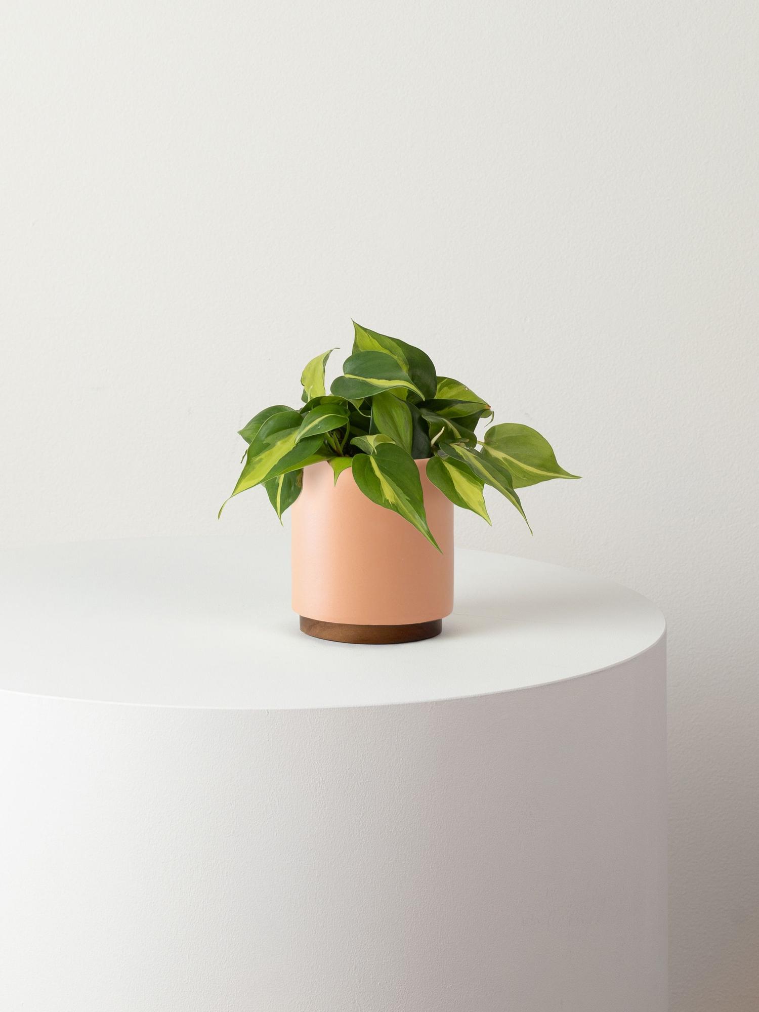 Philodendron Brasil - Coral Mid-Century Ceramic & Dark Wood Plinth 