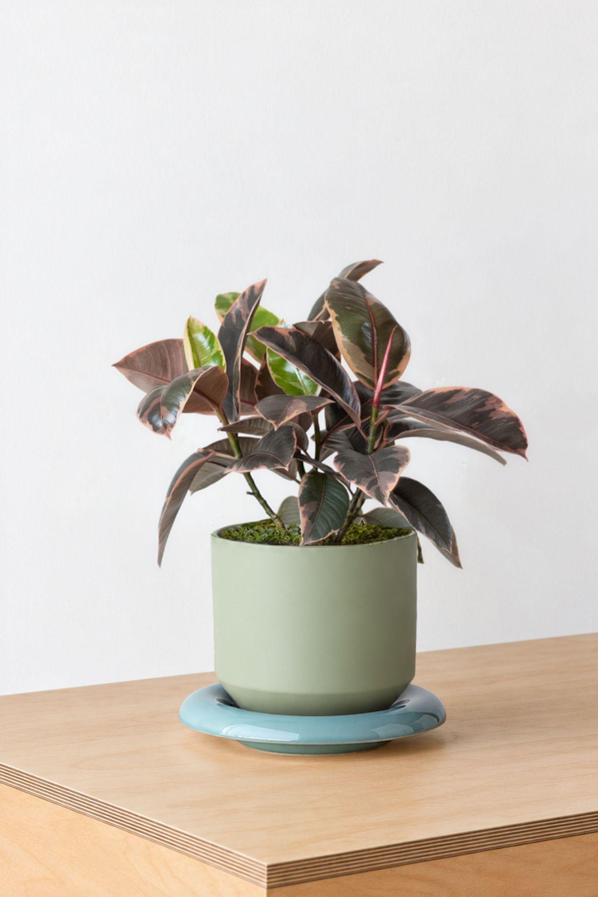 Ruby Rubber Plant