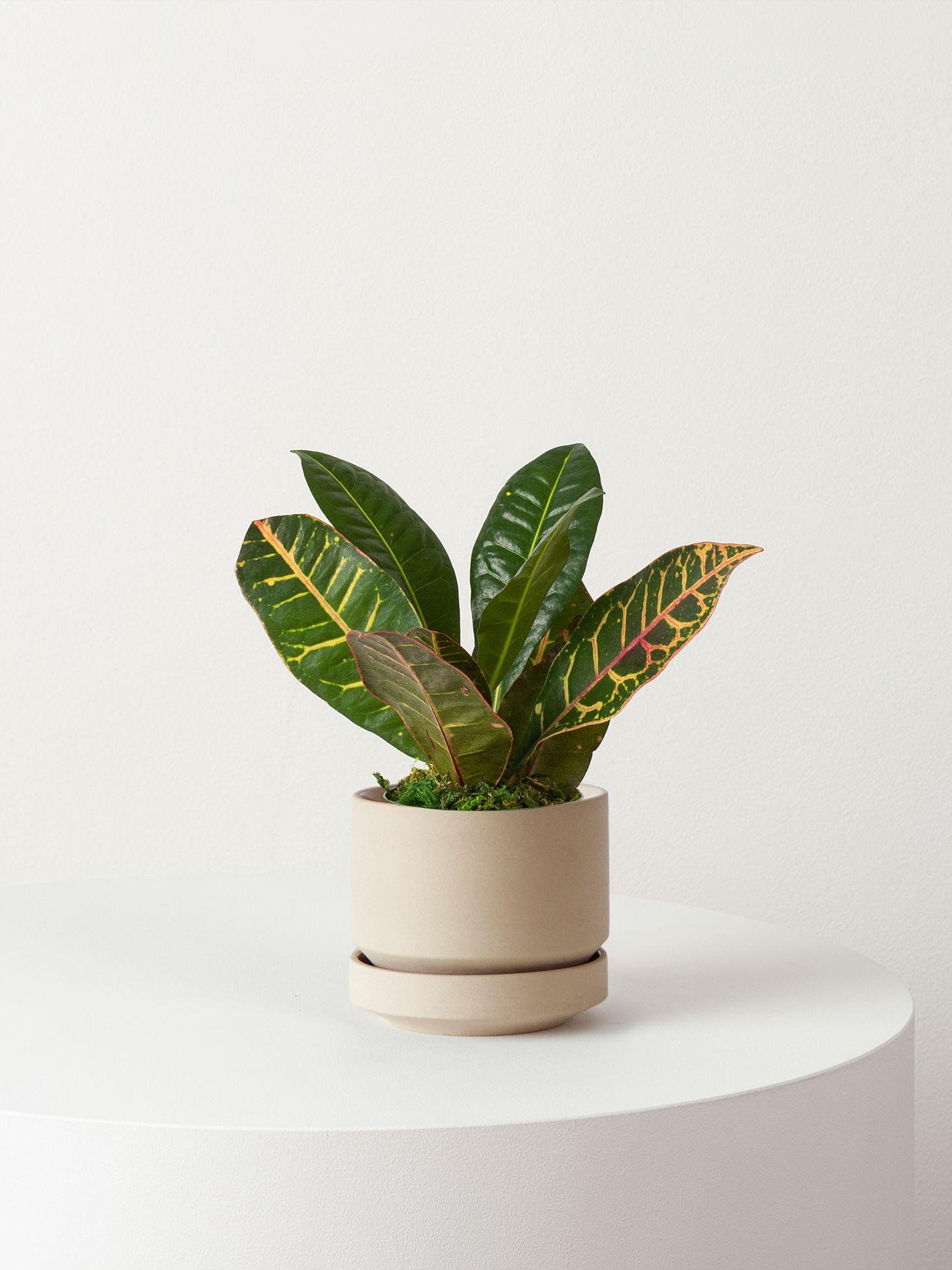 Golden Petra - Sand Scandinavian Ceramic 
