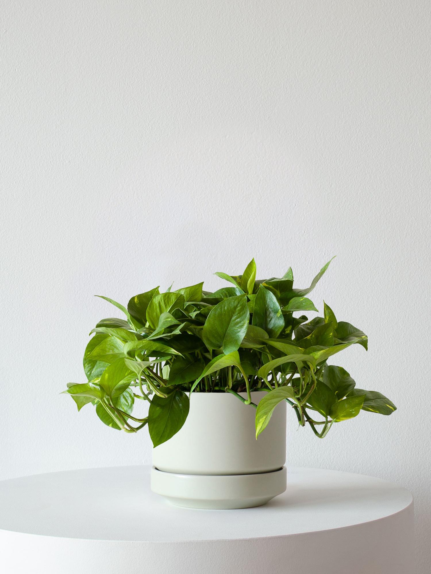 Cascading Pothos - Mint Scandinavian Ceramic 